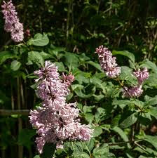 1 Syringa villosa Late Lilac Bush - Live Bare Root Plant 12"-18" for Zones 3-7 - Hardy, Fragrant Flowers