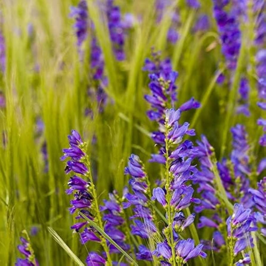 100 mg Seeds Penstemon Cyanocaulis (Blue Stem Beardtongue) for Planting | Hardy Perennial Wildflower for Pollinator Gardens