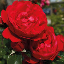 Super Rare Florentina Rose - 3 Fresh Cuttings for Rooting or Grafting - Climbing Rose Variety