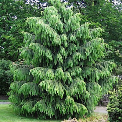 10 Himalayan Spruce Tree Seeds (Picea smithiana) - Weeping Evergreen, Bonsai, 100 Ft Mature Height