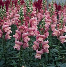 Antirrhinum majus Maryland Lavender Snapdragon Seeds – 1000+ Elegant Blooms for Garden & Cut Flowers