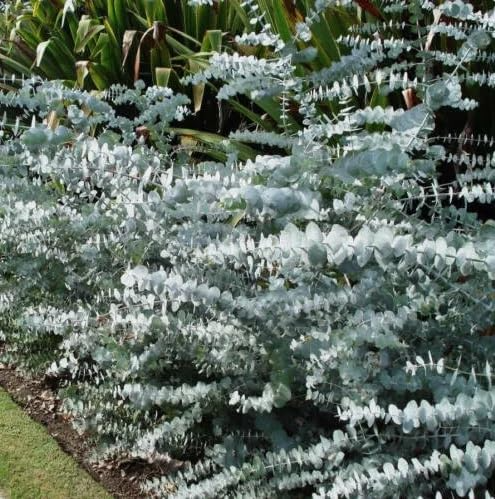 40 Eucalyptus pulverulenta 'Baby Blue' Bonsai Seeds, Silver Dollar Eucalyptus, Florist 'Baby Blue', Unique Indoor Bonsai Tree for Garden