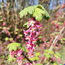 10 Red Flowering Currant Shrub Seeds (Ribes sanguineum), Ornamental Hedge Bush, Hardy Flowering, Spring Blooms for Garden & Landscaping