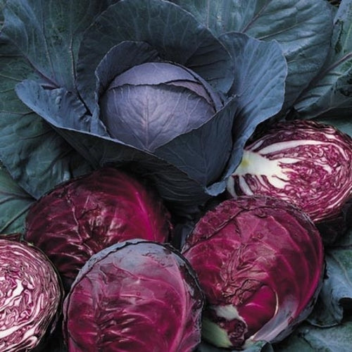Cabbage Red Acre Seeds – 1g for Planting, Heirloom Variety, Compact & Sweet, Cold Hardy, High Yield, Garden Container