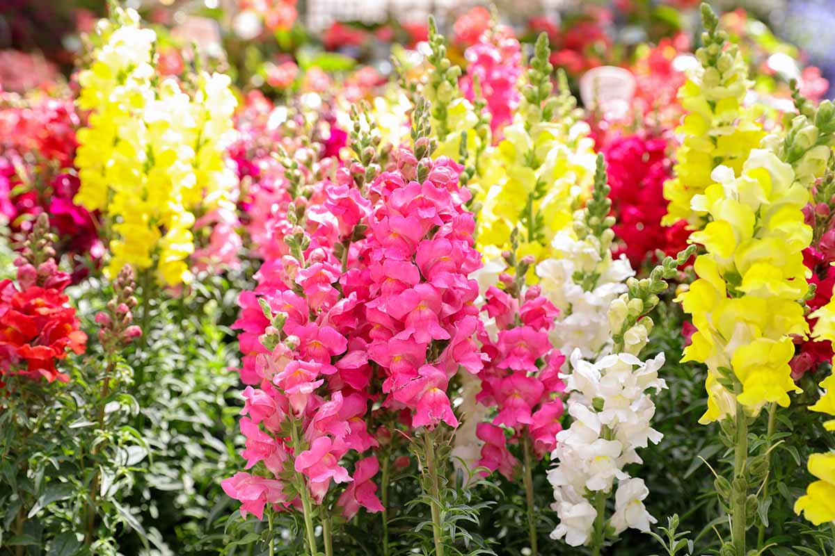 Calima Snapdragon Seeds (Antirrhinum majus) | 1000+ Seeds | Vibrant Multicolored Blooms for Gardens & Borders
