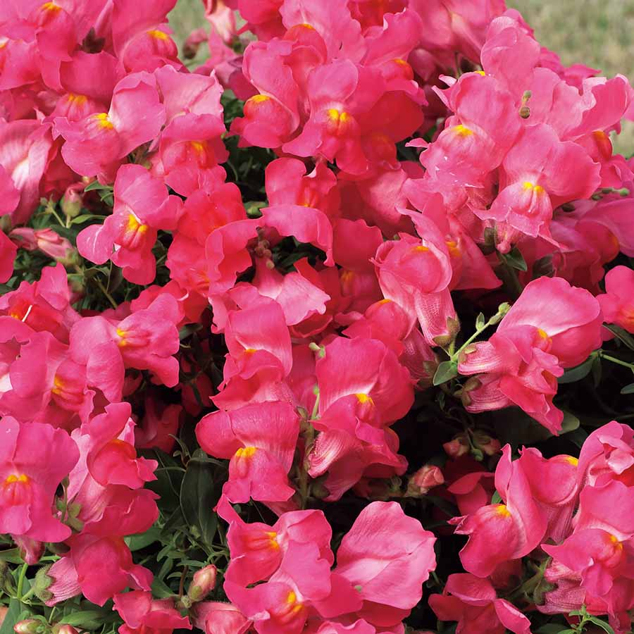 Candy Showers Pink Snapdragon Seeds (Antirrhinum majus) | 1000+ Seeds | Cascading Pink Blooms for Gardens & Hanging Baskets