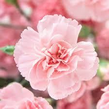 La France Carnation Seeds - Non-GMO, Heirloom, 30+ Seeds, Fragrant Pink Blooms, Zones 6-8, Full Sun,
