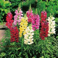 Antirrhinum majus Maximum Mix Snapdragon Seeds – 1000+ Vibrant Blooms for Garden & Cut Flowers