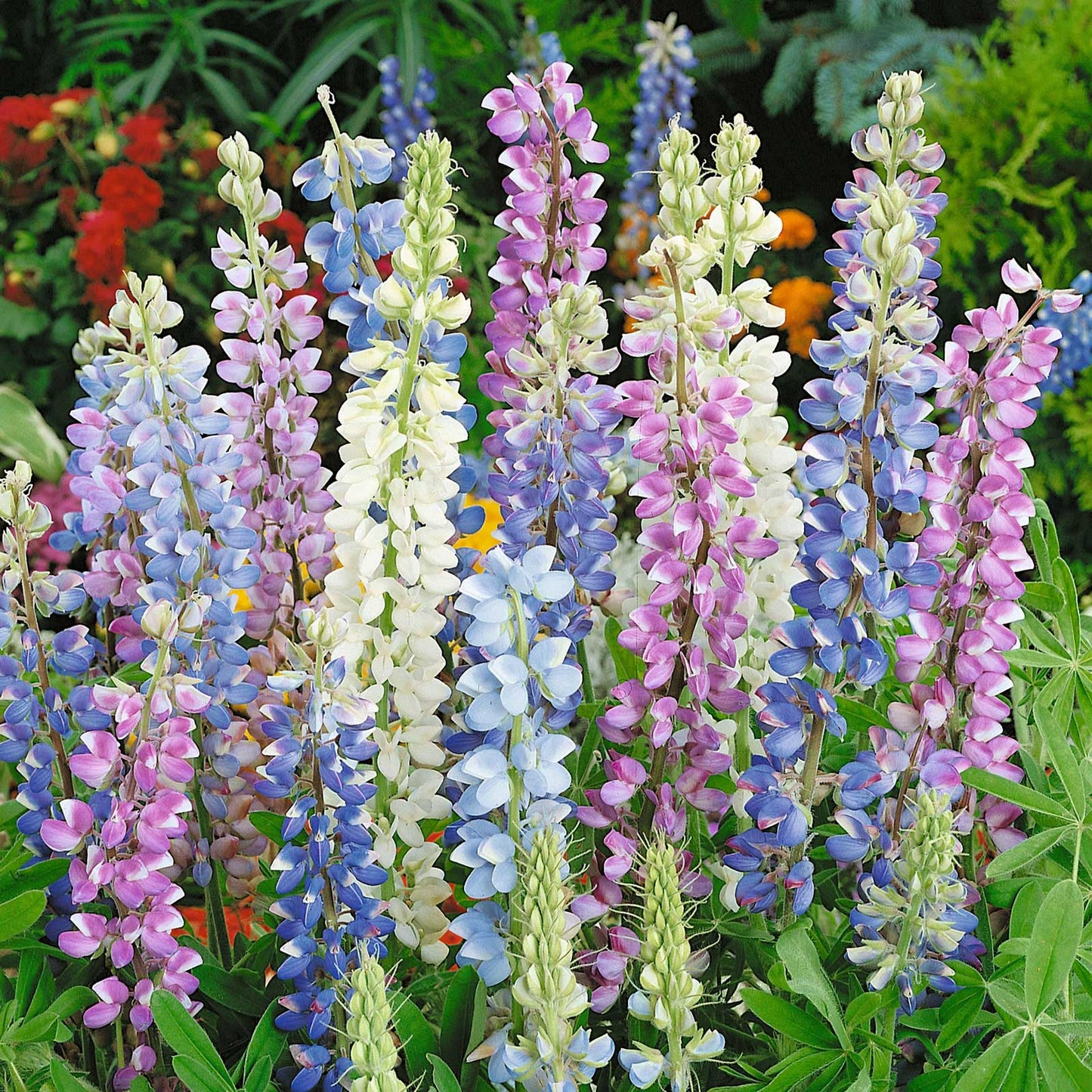25+ Hartwegii Mix Lupine Seeds – Colorful Spiked Blooms for Garden Planting, Pollinator-Friendly Wildflower Mix – USA