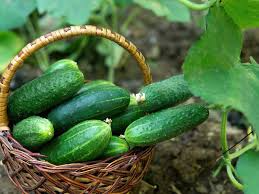 35 Seeds Cucumber Spacemaster 80 - Cucumis sativus | Compact Cucumber Variety for Planting, Gardening & Fresh Crisp Harvests