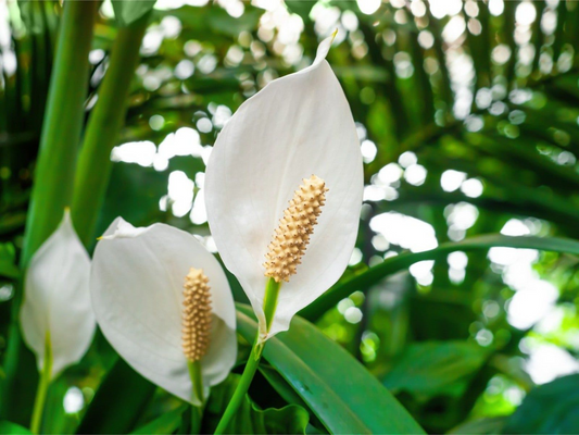 Peace Lily (Spathiphyllum) Live Plant | 10-12 Inches Tall | White Flowers | Indoor/Outdoor | Air Purifying | Low Light Houseplant