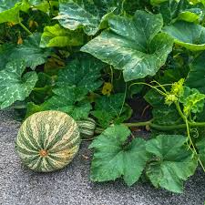 20 Seeds Cushaw Green Striped Pumpkin (Cucurbita argyrosperma) – Heirloom Winter Squash with Sweet Flavor