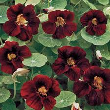 15 Nasturtium 'Black Velvet' Seeds | Heirloom Edible Flowers, Non-GMO, Beneficial Garden Plant, Unique Black Blooms, USA Grown