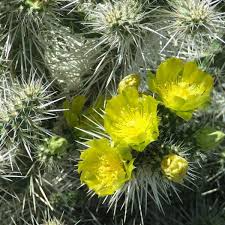 8" Whipple's Cholla Cactus (Cylindropuntia whipplei) - Hardy Flowering Shrub, Live Plant Ships Bare Root