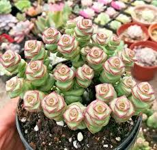Rare Crassula 'Jade Necklace' Succulent Seeds - 25 Seeds Pack, Cascading Jade-Like Leaves, USDA Zones 9-11,