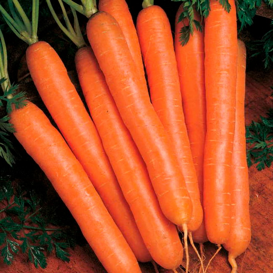 Scarlet Nantes Carrot Seeds | Heirloom, Non-GMO | Ultra-Sweet, 6-8" Roots | 65 Days to Maturity | USDA Zones 2-10 |