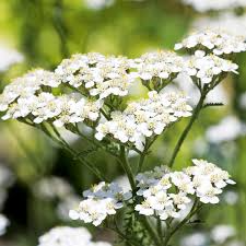 5000 Seeds White Yarrow – Achillea millefolium, Perennial Pollinator-Friendly Herb