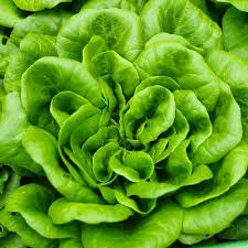 1g Bibb Butterhead Lettuce Seeds | Lactuca sativa | Heirloom, Non-GMO | Sweet, Tender, & Compact