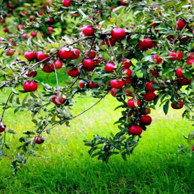 20 Paradise Apple Tree Seeds (Malus pumila) "Red Delicious" – Hardy 15-20 Ft Tall, Fruit & Flower Plant, Cold Tolerant