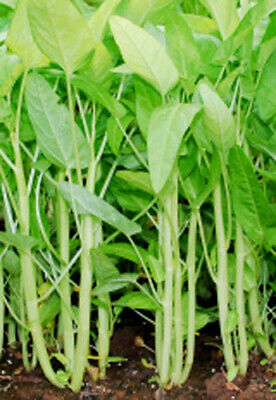 50+ White Stem Water Spinach Seeds - Ong Choy, Kong Xin Cai, Rau Muống Trắng, Fast-Grow, Rich in Vitamins, USA Seller, Fresh Seeds