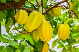 Starfruit Carambola Tree (Averrhoa carambola) 12" – 24" – Tropical Evergreen with Unique Star-Shaped Fruits