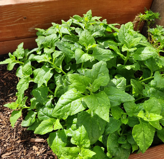 1g Spinach New Zealand Seeds Tetragonia tetragonioides | Heat-Tolerant, Non-GMO, Nutritious Greens, High Yields, Easy to Grow Vegetable