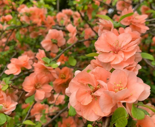 Cameo Flowering Quince (Chaenomeles Speciosa) | Live 1-Gallon Shrub for Bonsai or Garden | Hardy Zones 4-8