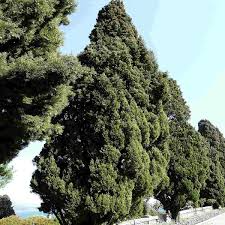 50 Italian Cypress Tree Seeds (Cupressus sempervirens), Evergreen Cedar, Non-GMO, Fast-Growing, Ideal for Privacy Screens, Outdoor Trees