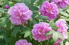 Japanese Rugosa Rose Starter Plant | Live Bare Root 6"-12" | Hardy, Fragrant Rose for Zones 5-10 | Salt-Tolerant with Pink Flowers
