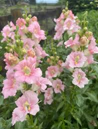 Chantilly Light Pink Snapdragon Seeds (Antirrhinum majus) | 1000+ Seeds | Tall, Soft Pink Blooms for Garden & Cut Flowers