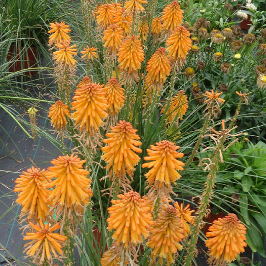 Kniphofia ‘Mango Popsicle’ – 1 Bare Root Hot Poker Plant, Perennial, Drought-Tolerant, Orange Blooms