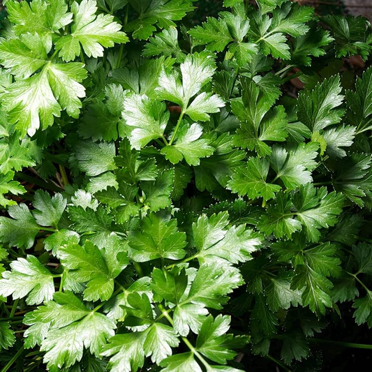 500 seeds Parsley Dark Green Italian Giant | Petroselinum crispum | Heirloom, Non-GMO Herb | Robust & Flavorful