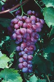1 Organic Red Catawba Grape Vine - Vitis Labrusca - Rooted Plant, 12”+ Tall, Perfect for Wine, Juice, or Jelly