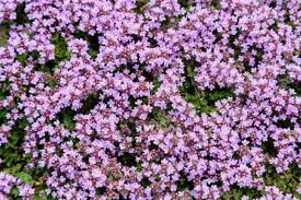 Creeping Thyme, Thymus Serpyllum, Low-Growing Ground Cover and Pollinator-Friendly Herb