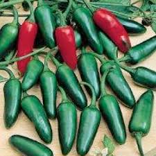 25 Mild TAM Jalapeño Pepper Seeds – Capsicum annuum – Low-Heat Jalapeño, Heirloom Variety, Non-GMO, 1,000–3,500 Scoville