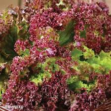 1000 Lollo Rosso Lettuce Seeds – Heirloom, Non-GMO, Frilly Red-Leaf Variety