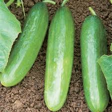 20 Seeds Diva Cucumber (Cucumis sativus) – Sweet, Crisp, and Burpless Variety