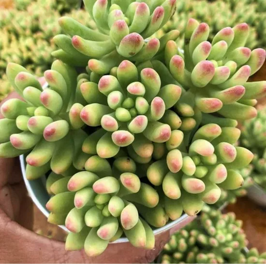 3 Bare Root Live Plants Succulent Sedum 'Alice Evans' | Stonecrop Variety, Easy Care, Drought-Tolerant, Ideal for Home & Garden