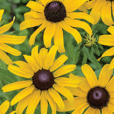 100mg Black-eyed Susan Seeds, Rudbeckia hirta, Hardy Perennial with Vibrant Yellow Blooms