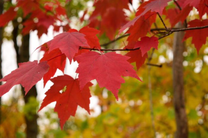 12 Florida Red Maple Trees 8-15" Live Seedlings | Acer Rubrum | Bare Root | Brilliant Scarlet Autumn Foliage