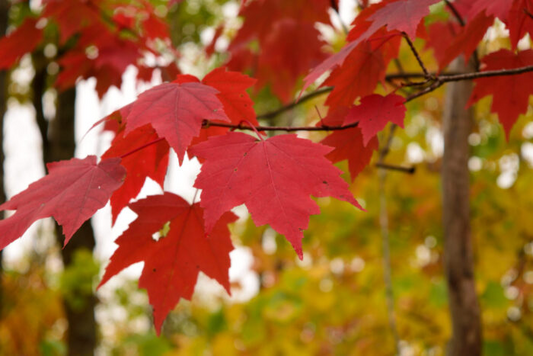 12 Florida Red Maple Trees 8-15" Live Seedlings | Acer Rubrum | Bare Root | Brilliant Scarlet Autumn Foliage