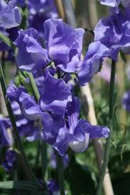 Just Julia Sweet Pea Seeds – 50+ Mid-Blue Blooms – Climbing Flower Vine for Bouquets, Trellises & Cottage Gardens – USA