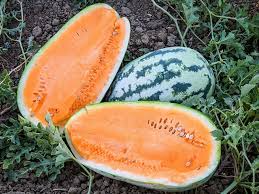 10 Seeds Orangeglo Watermelon, Citrullus Lanatus, Sweet Orange Flesh Melon