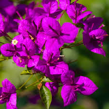 1 Purple Bougainvillea - Live Plant 5-7" Tall in 4" Pot - Paper Flower, Vibrant Blooms, Drought-Tolerant