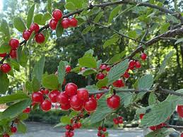 Nanking Cherry Scion | 6-10" Length for Grafting | High-Quality Scionwood from Seed-Grown Nanking Cherry Bushes