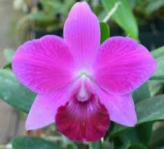 Lc Mini Purple 'Lea' x Pot Oconee Circle 'Lone Jack' Orchid | Live Starter Plant | Tropical Purple Blooms | Potted 3-Inch