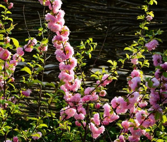5 Pink Flowering Almond Plants | 6-12" Bareroot Shrubs | Spring Blooms | Hardy Ornamental Shrub for Full Sun or Partial Shade