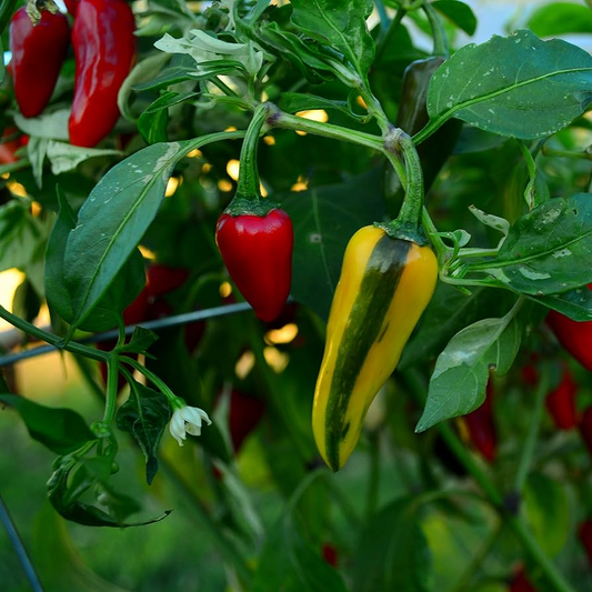 20 Fish Pepper Seeds – Heirloom, Striped Spicy Chili, Non-GMO, High-Yield Capsicum annuum