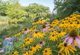 250 Seeds Echinacea purpurea & Rudbeckia hirta Mix – Coneflower and Black Eyed Susan – Native Wildflowers – Non-GMO Heirloom Pollinators
