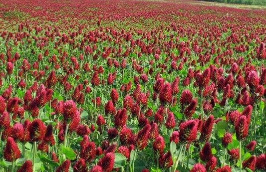 1000 Crimson Red Clover Seeds, Trifolium incarnatum, Non-GMO, Nitrogen Fixing Legume, Pollinator-Friendly, Red Flowers for Garden & Soil
